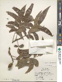 Carya illinoinensis image