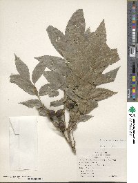 Carya illinoinensis image