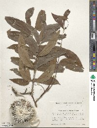 Carya illinoinensis image