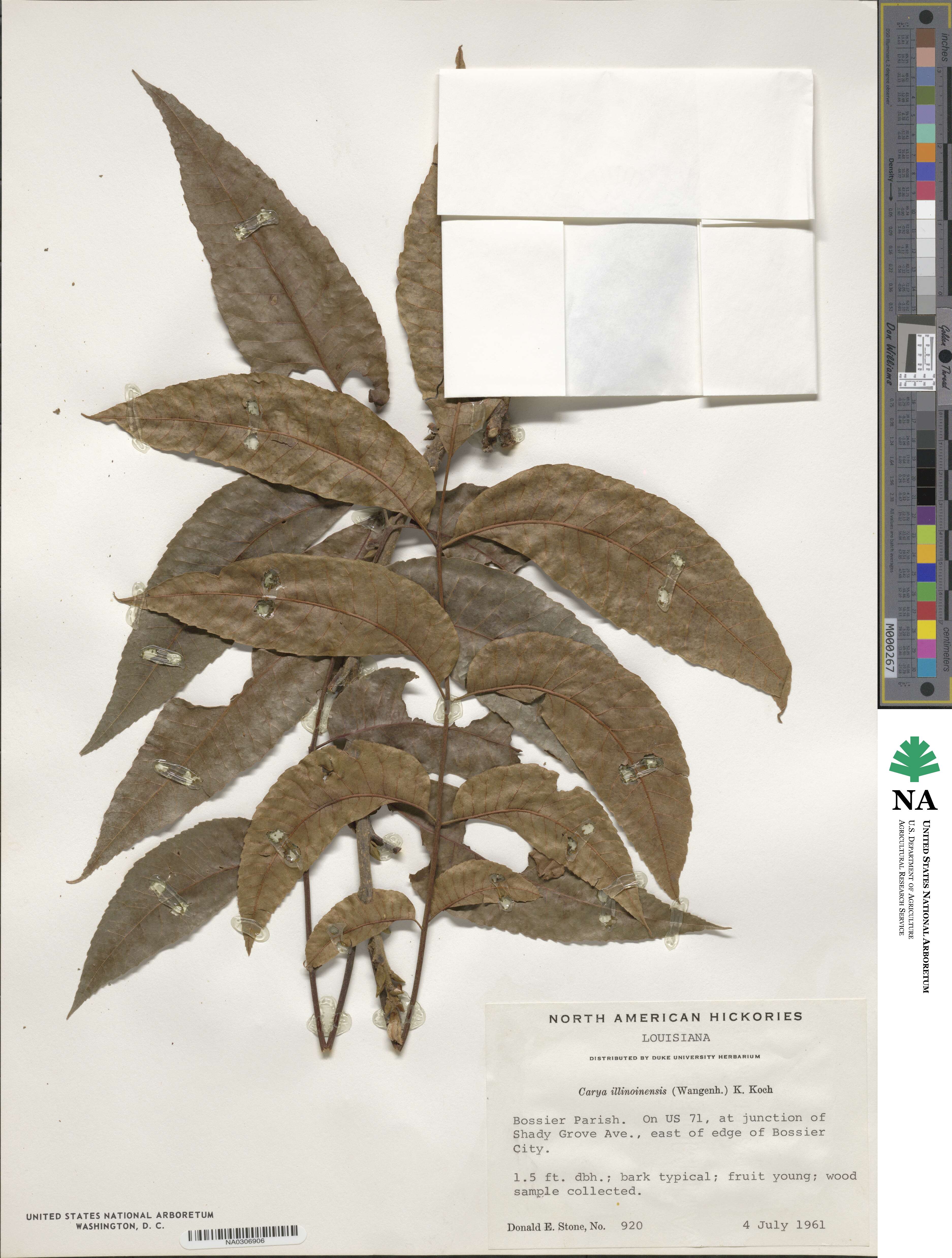 Carya illinoinensis image