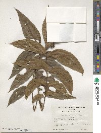 Carya illinoinensis image