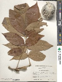 Carya laciniosa image