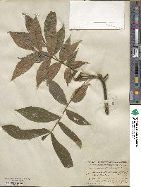 Carya laciniosa image