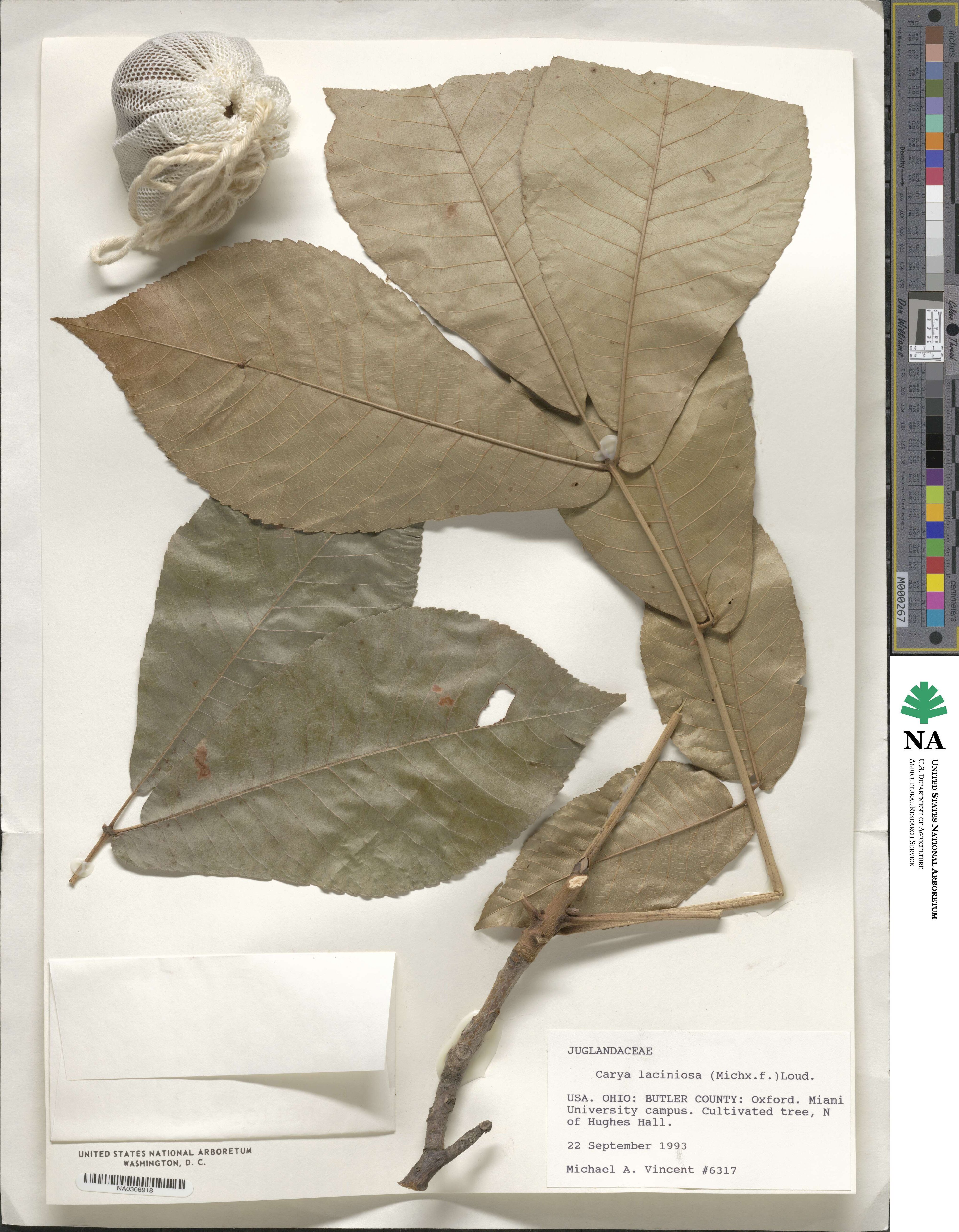 Carya laciniosa image