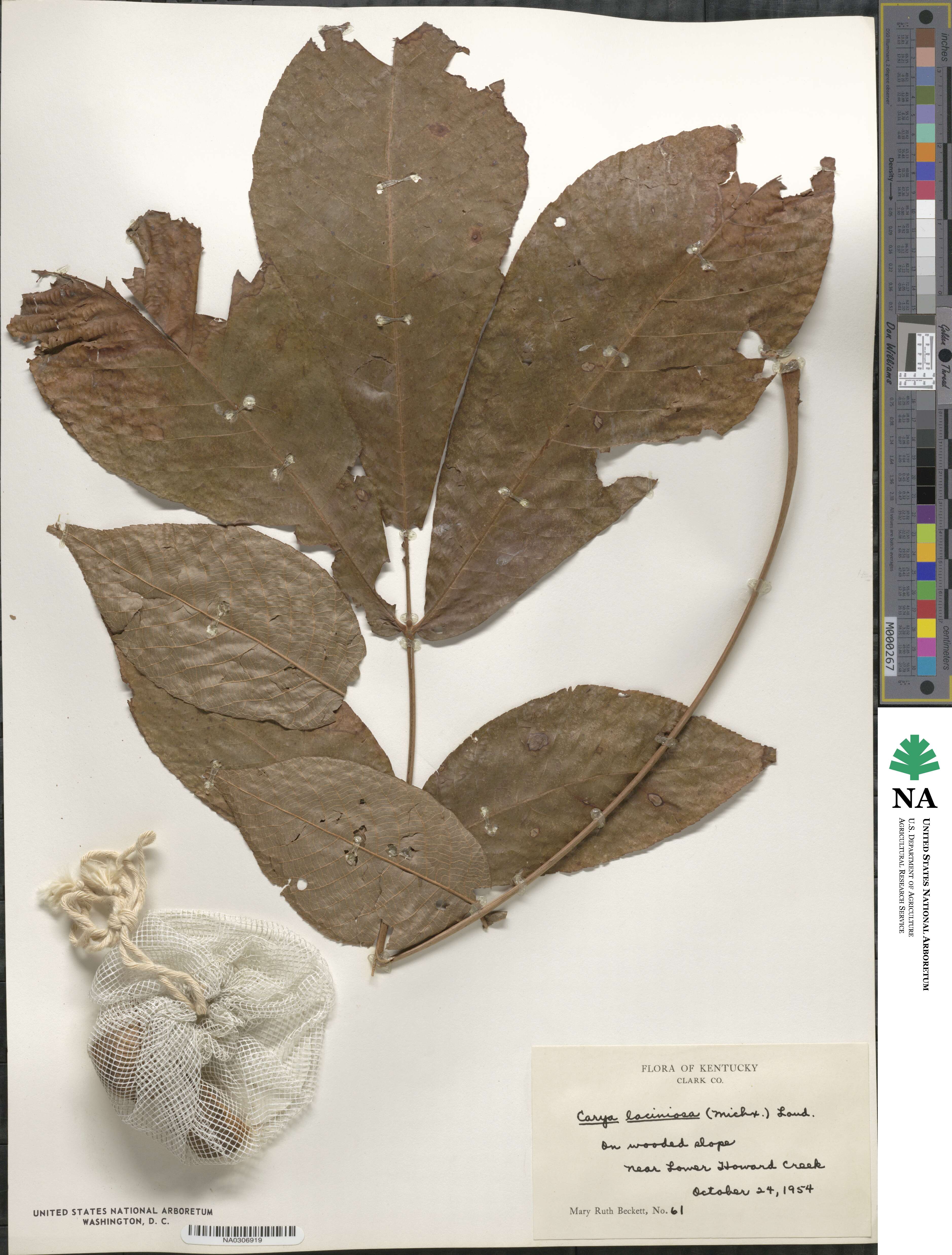Carya laciniosa image