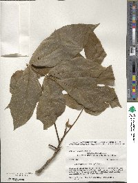 Carya laciniosa image