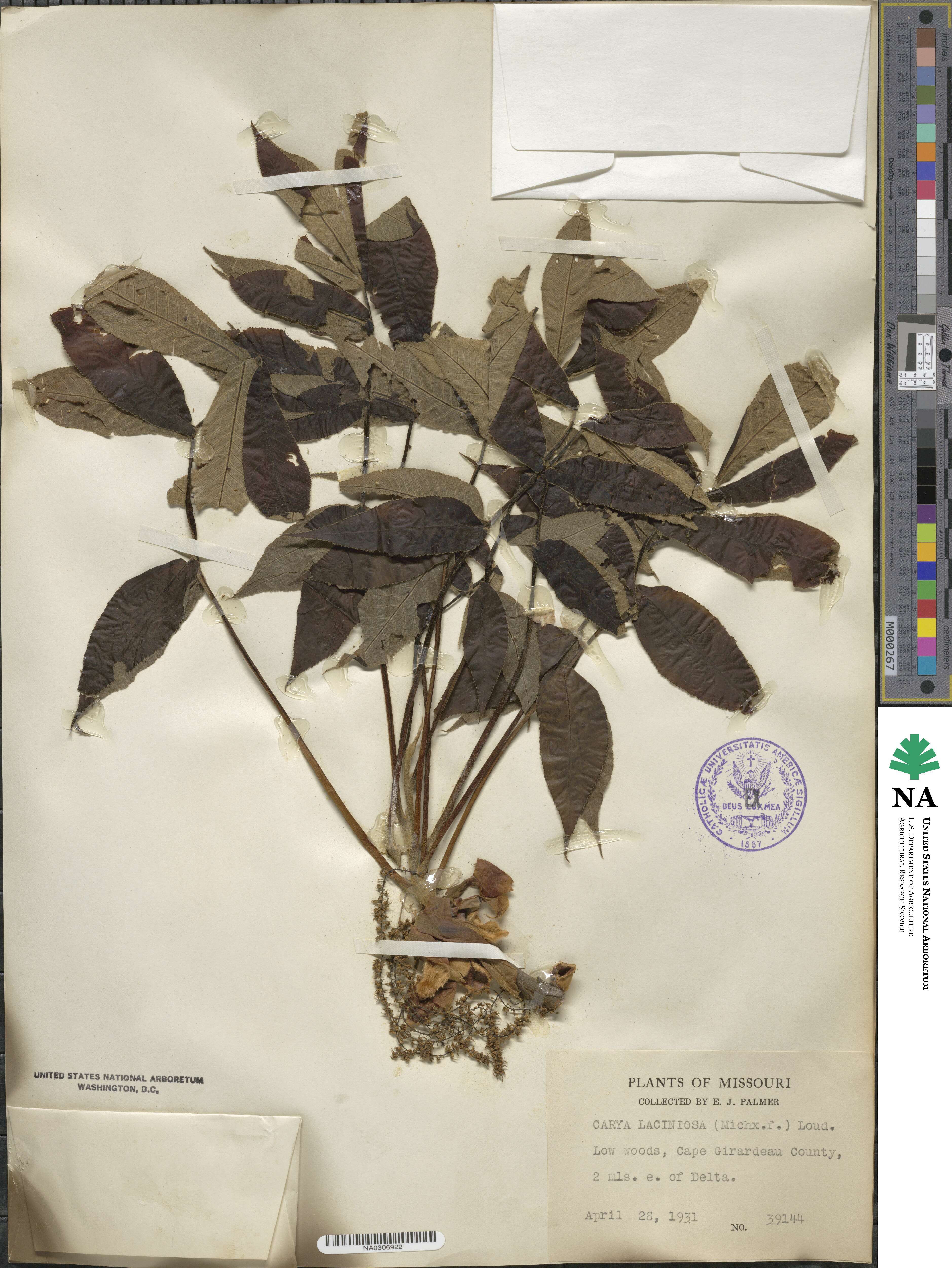 Carya laciniosa image