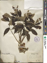 Carya laciniosa image