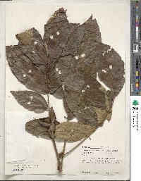 Carya myristiciformis image