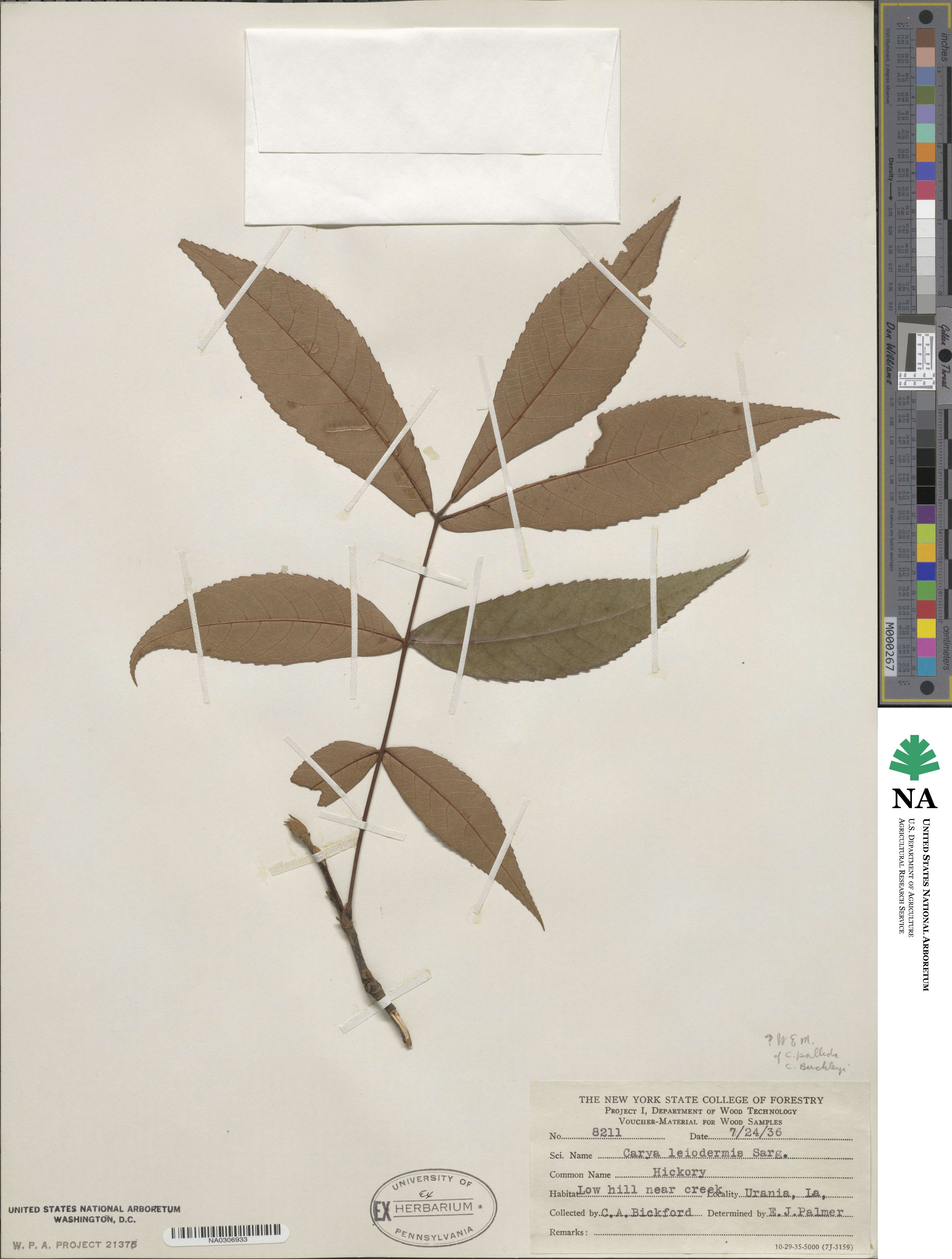 Carya glabra image