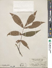 Carya glabra image