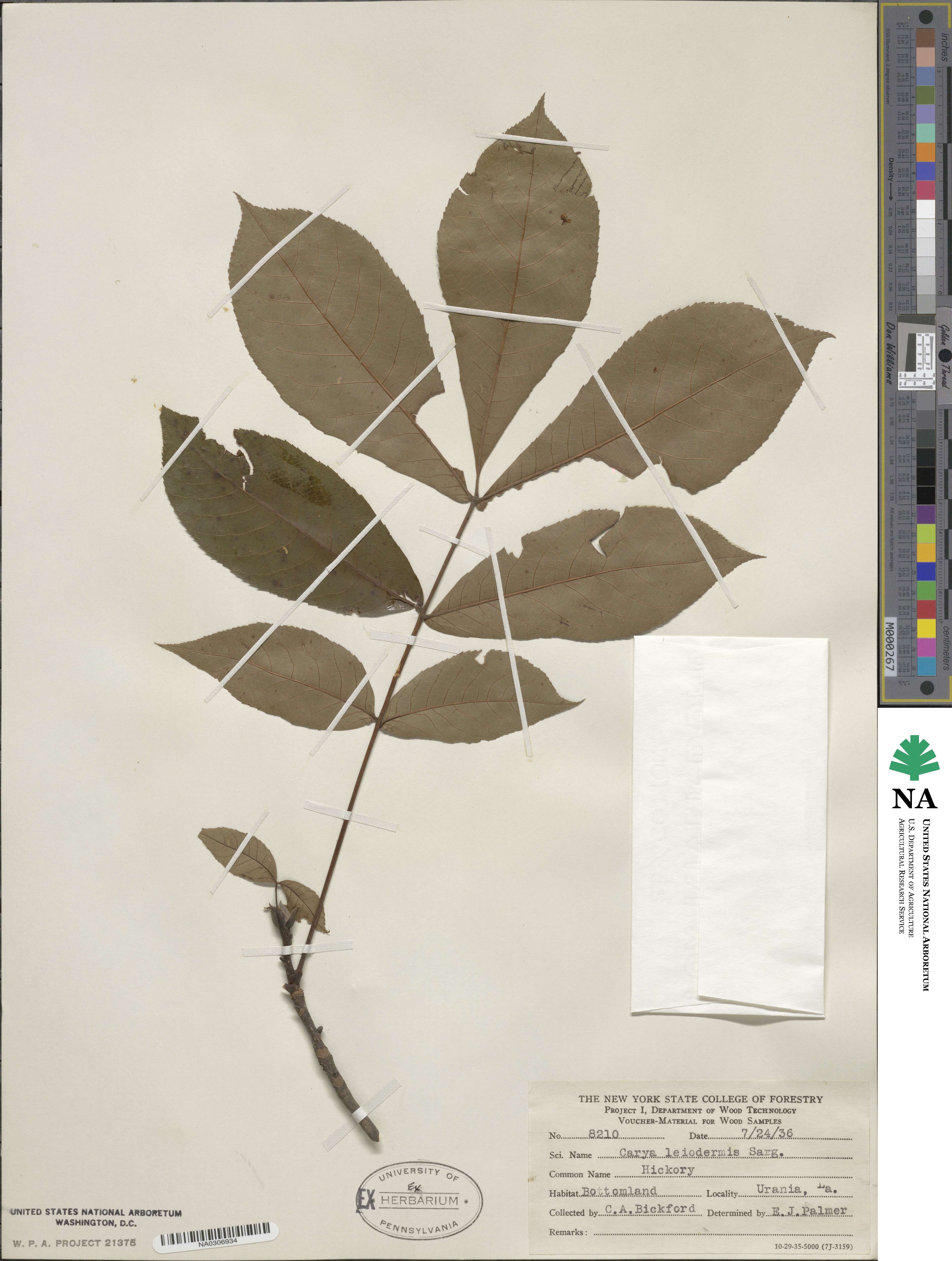 Carya glabra image