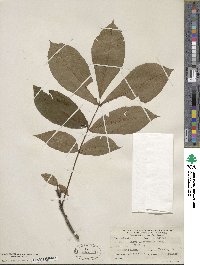 Carya glabra image