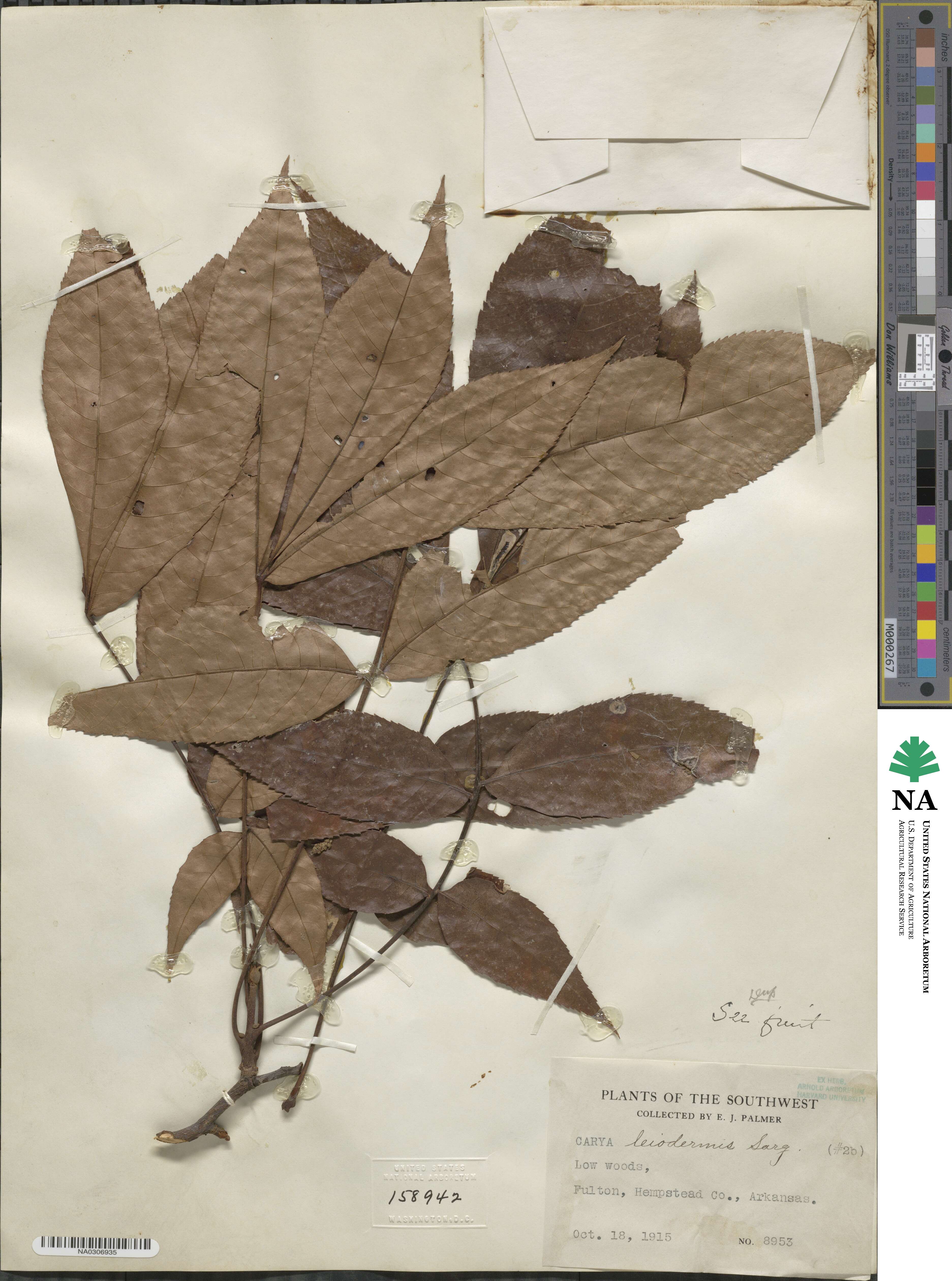 Carya glabra image