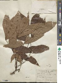 Carya glabra image