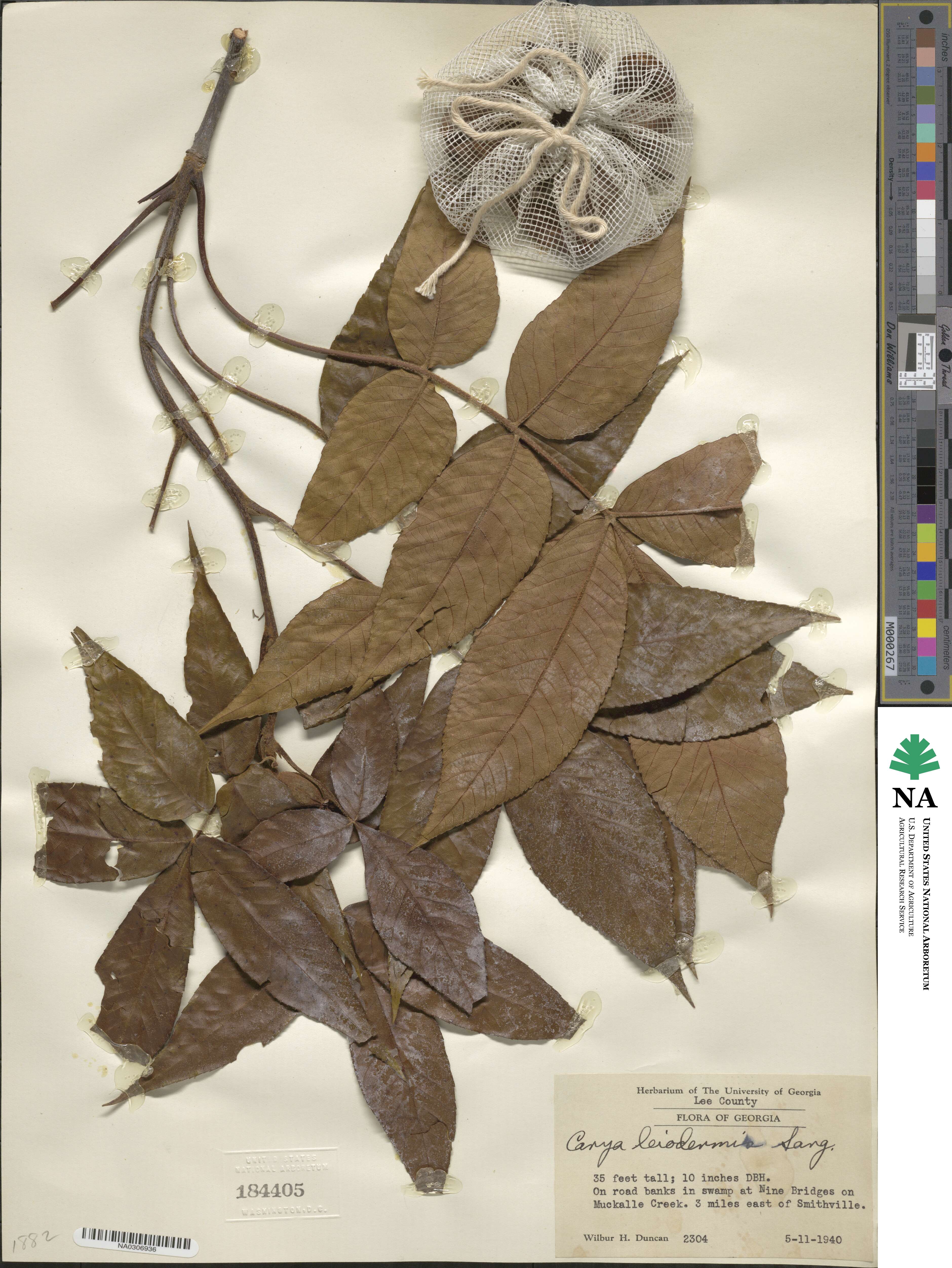 Carya glabra image