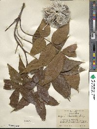 Carya glabra image