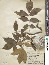 Carya glabra image