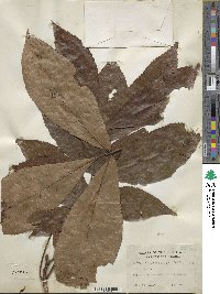 Carya glabra image