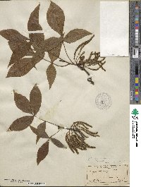 Carya glabra image