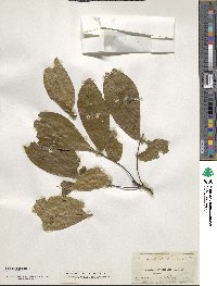 Carya glabra image