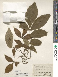 Carya glabra image