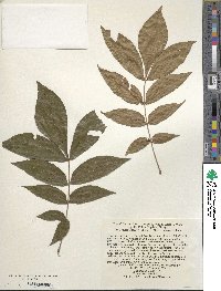 Carya myristiciformis image