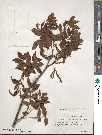 Carya myristiciformis image