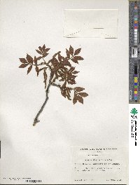 Carya myristiciformis image