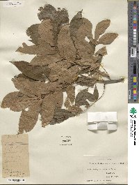 Carya myristiciformis image