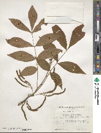 Carya myristiciformis image