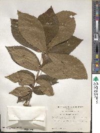 Carya myristiciformis image