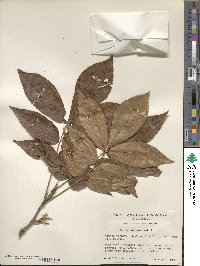 Carya myristiciformis image