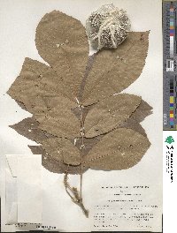 Carya myristiciformis image