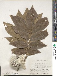 Carya myristiciformis image