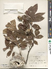 Carya myristiciformis image