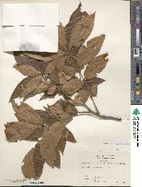 Carya myristiciformis image