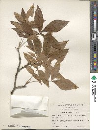 Carya myristiciformis image