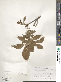 Carya myristiciformis image