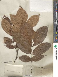 Carya myristiciformis image