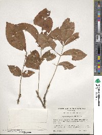 Carya myristiciformis image