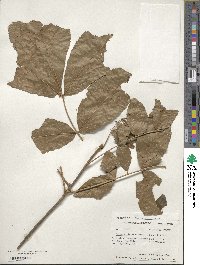 Carya myristiciformis image