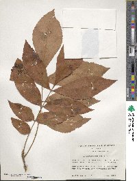 Carya myristiciformis image