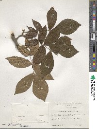 Carya myristiciformis image