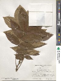 Carya myristiciformis image