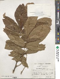 Carya myristiciformis image