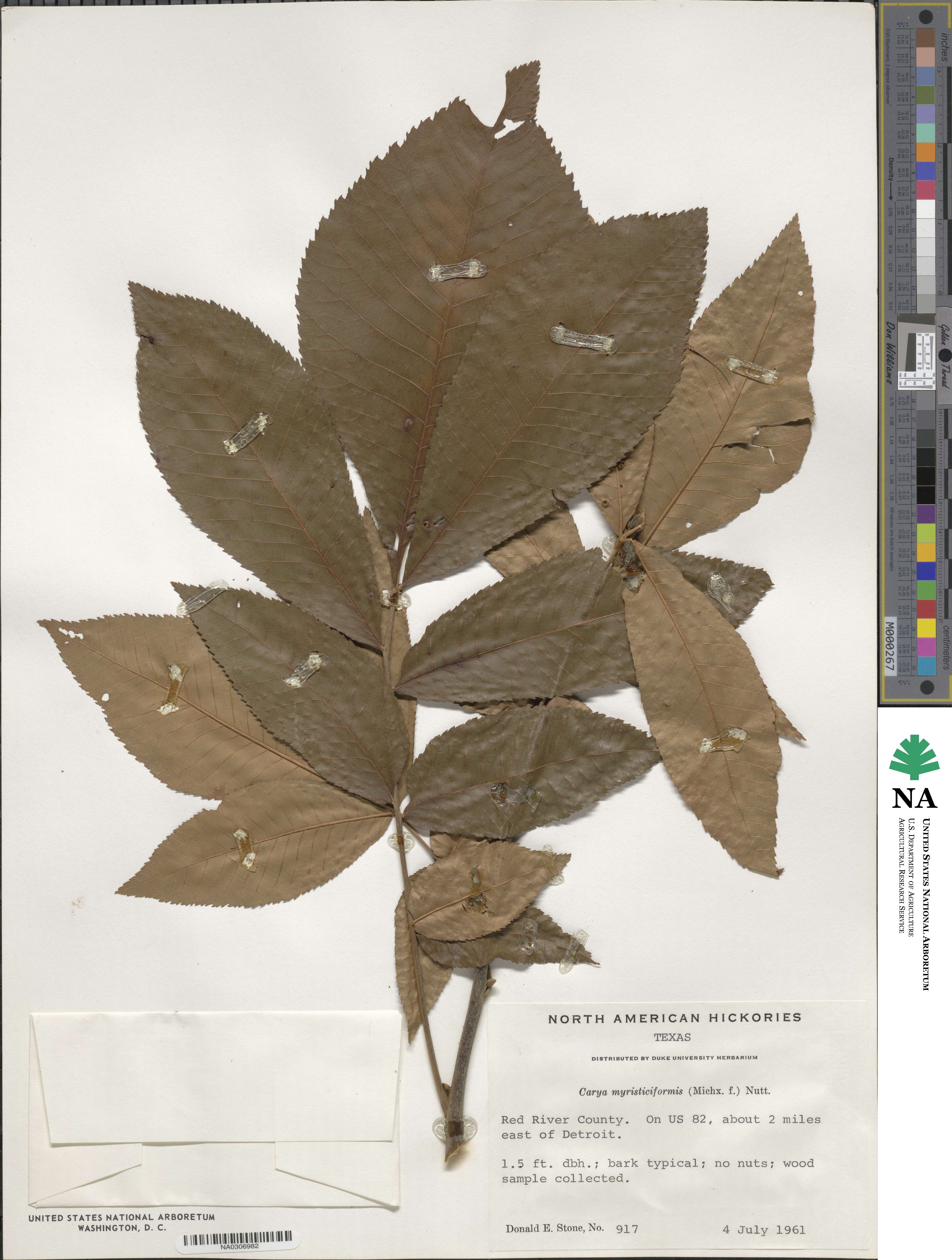 Carya myristiciformis image