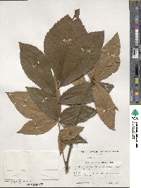 Carya myristiciformis image