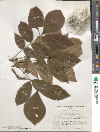 Carya myristiciformis image