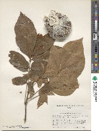 Carya myristiciformis image